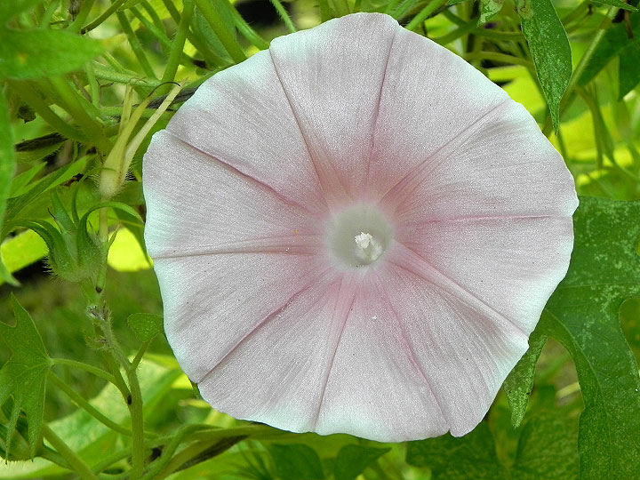 3-47w-DSCN5977_01
