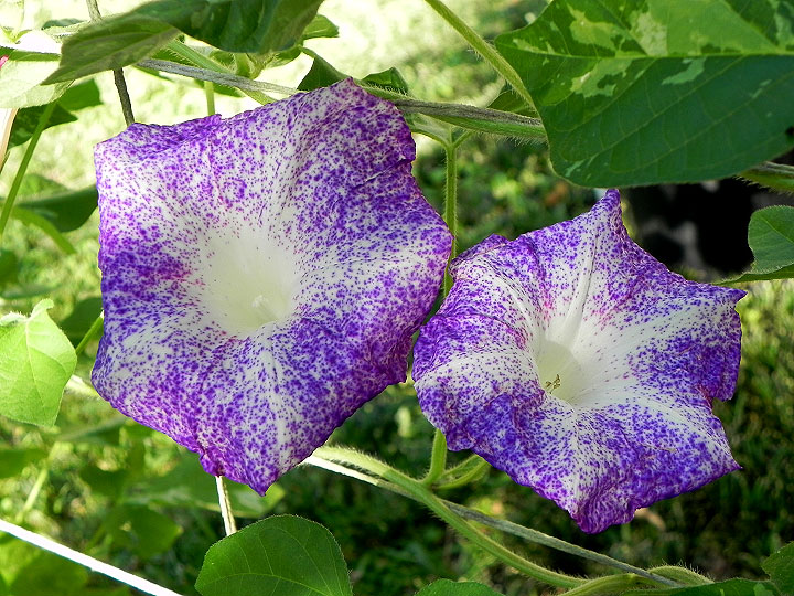 3-DSCN2893