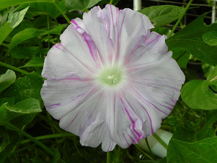 3-DSCN9101