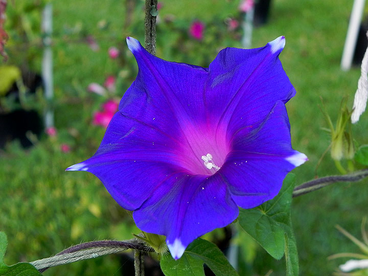 30w-DSCN1394