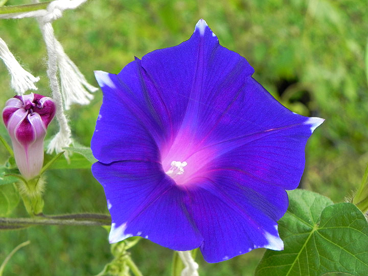 30w-DSCN9674
