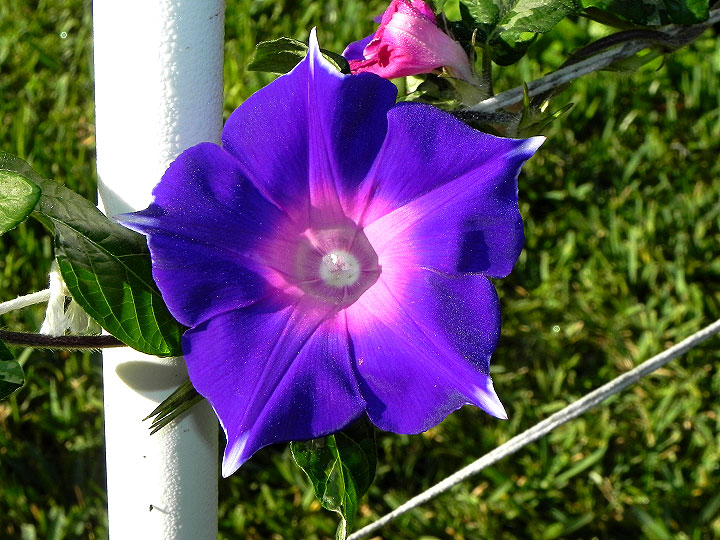 33wN-DSCN2311