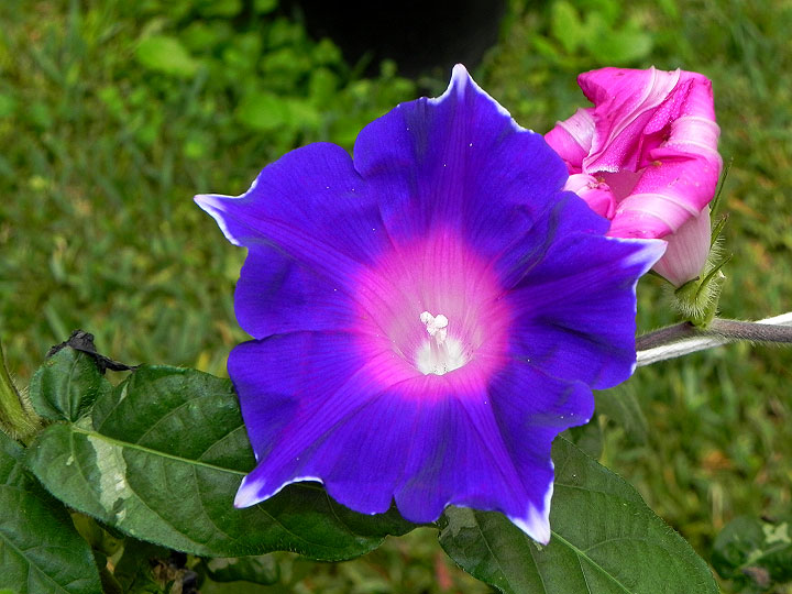 33wN-DSCN2450