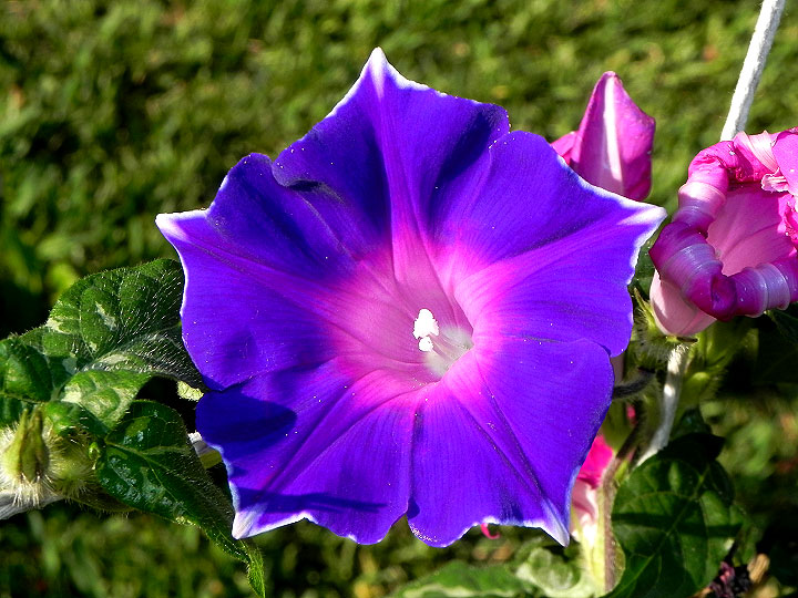 33wN-DSCN2549