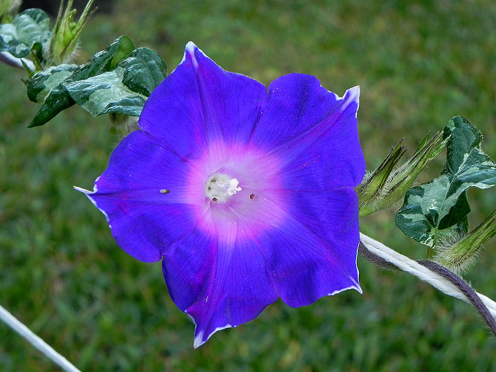 33wN-DSCN3527