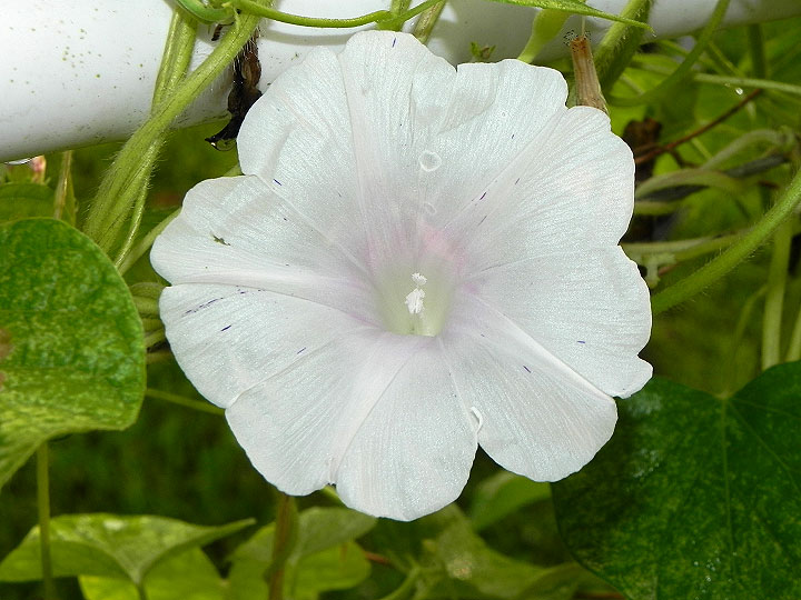 34e-DSCN5177