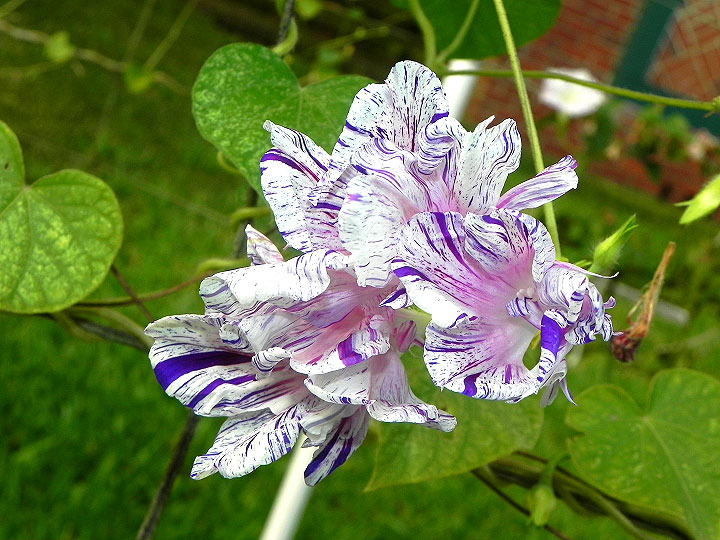 34e-DSCN5698
