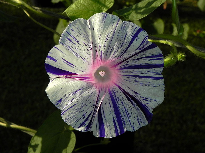 34e-DSCN6357