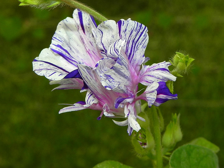 34e-DSCN6899