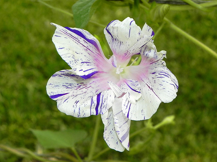 34e-DSCN8233