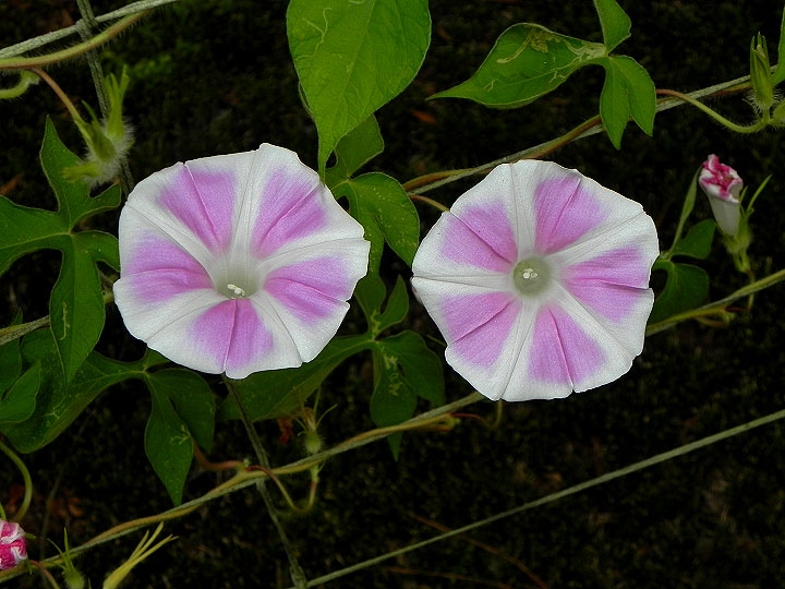 37-DSCN0540