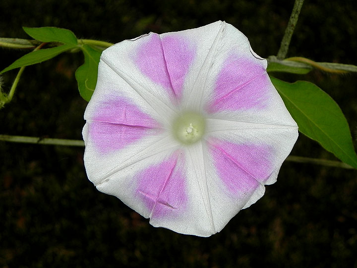 37-DSCN0543