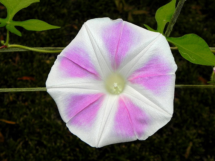 37-DSCN1248