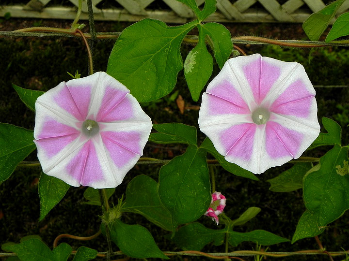 37-DSCN1249