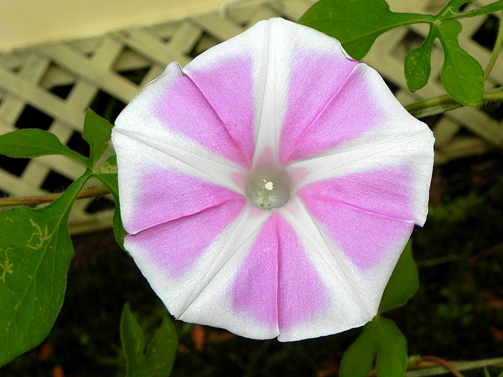 37-DSCN1251