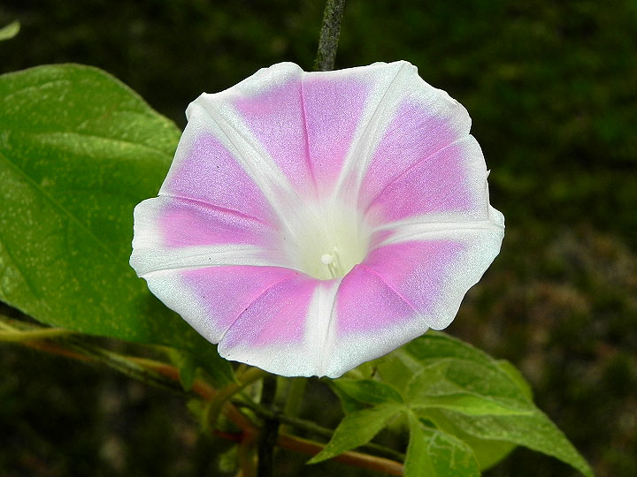 37-DSCN1903