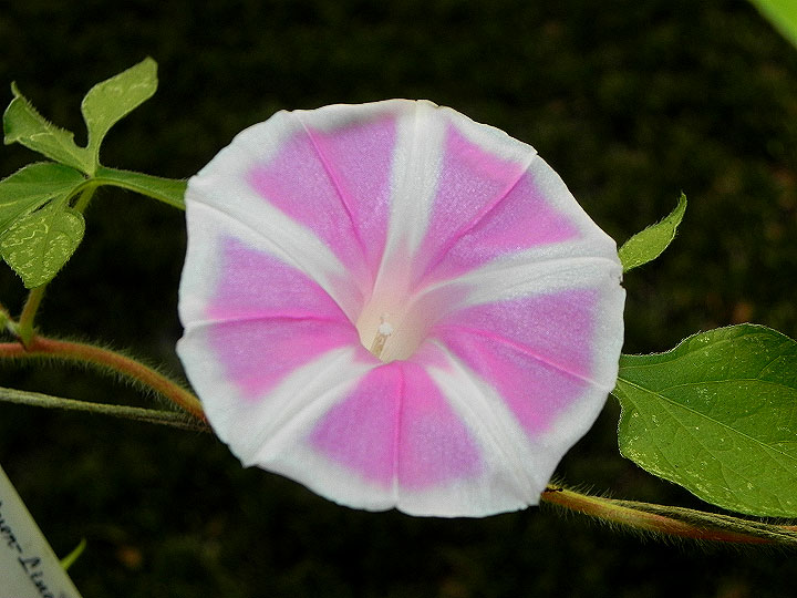 37-DSCN2583
