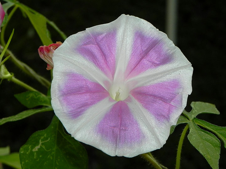 37-DSCN3103