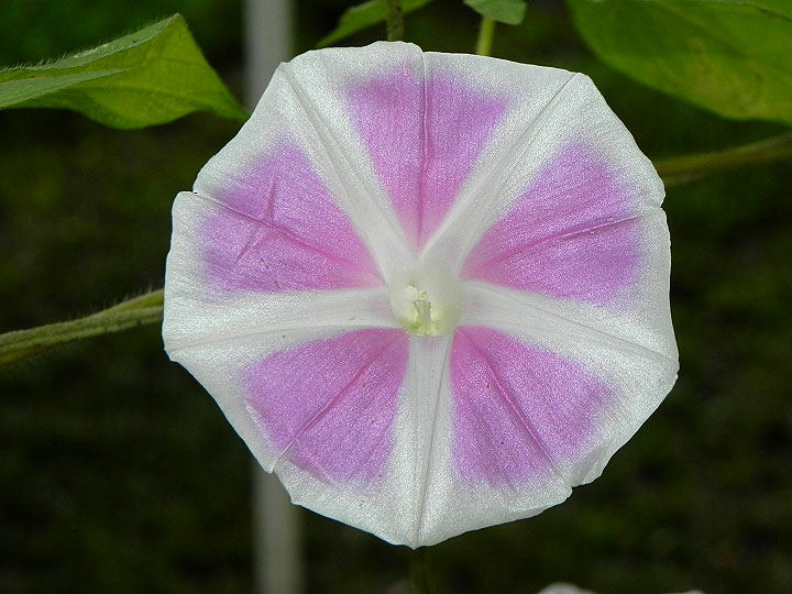 37-DSCN3104