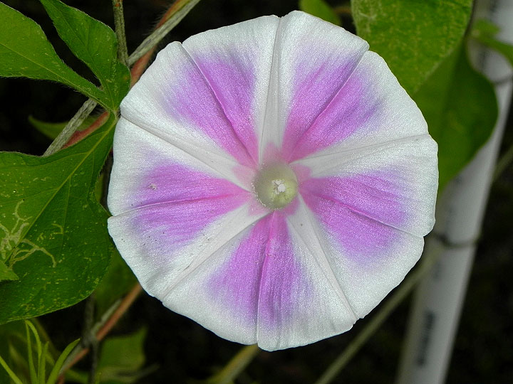 37-DSCN3105