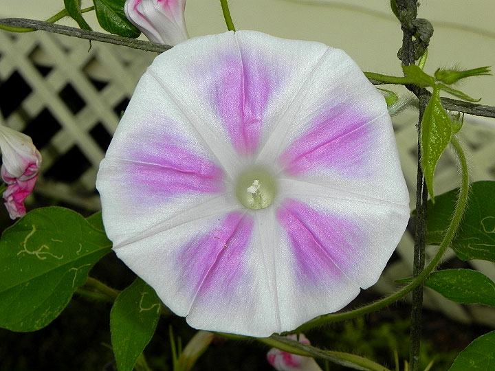37-DSCN4293