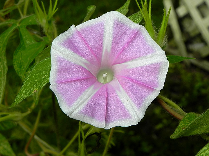 37-DSCN4295
