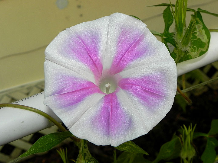 37-DSCN4913