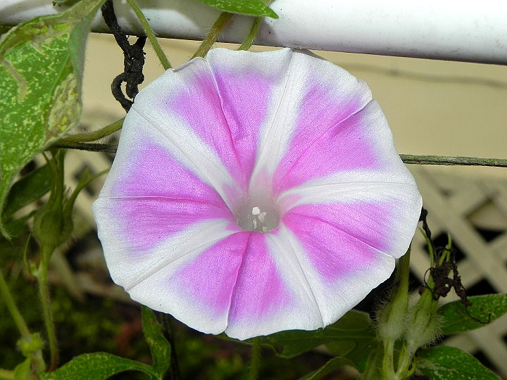 37-DSCN5729