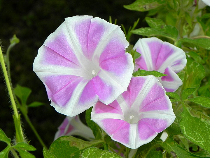 37-DSCN6730