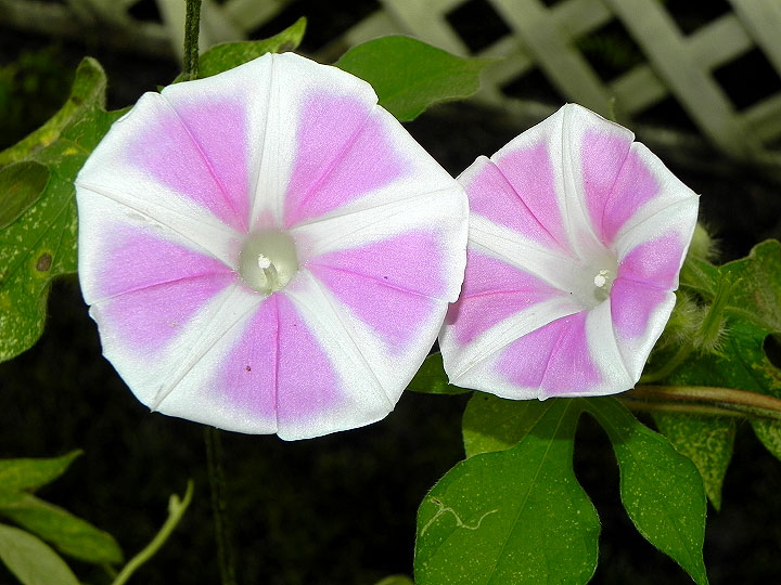 37-DSCN7270