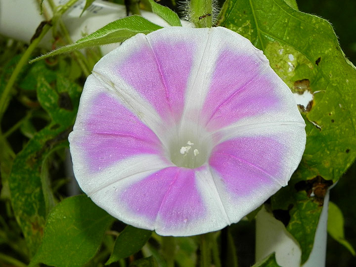 37-DSCN7430
