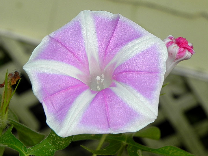 37-DSCN7830