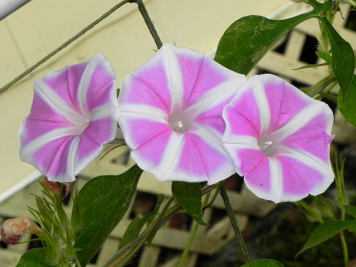37-DSCN8221