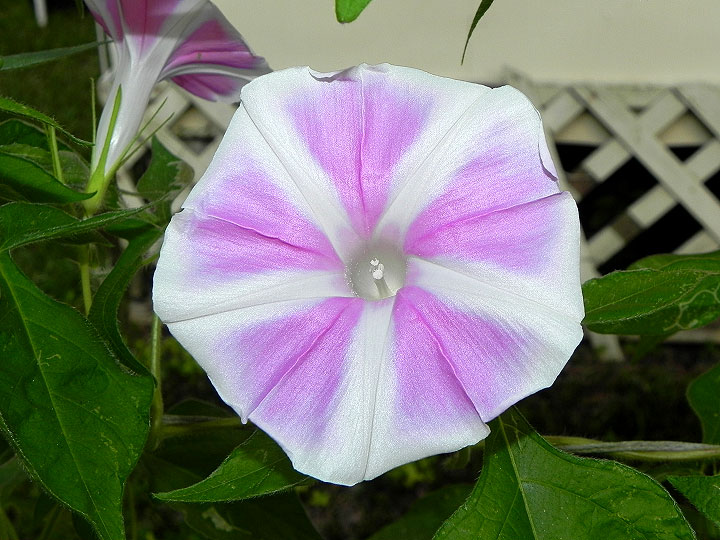 37-DSCN8894