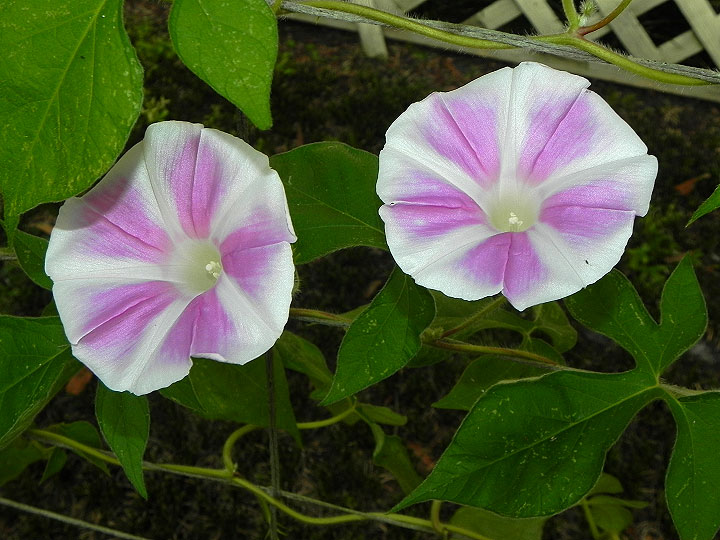 37-DSCN9759