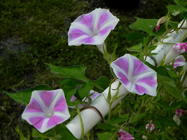 37-DSCN9997