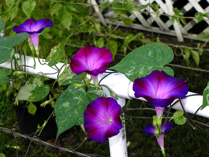 38-DSCN3996