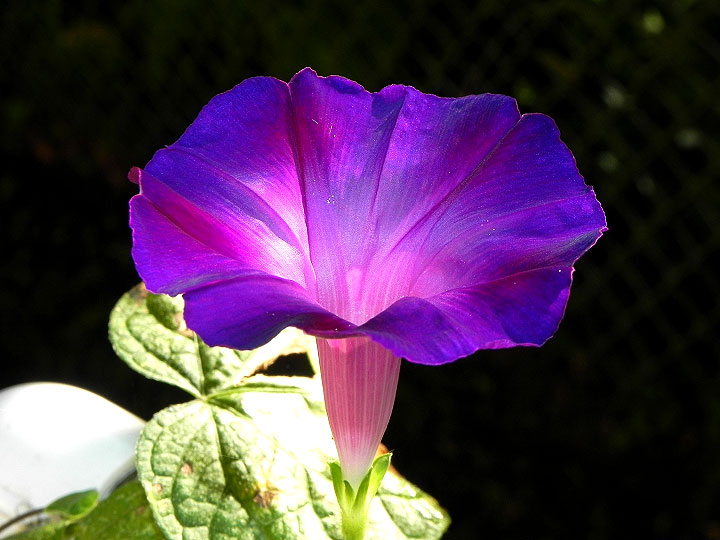 38-DSCN9366