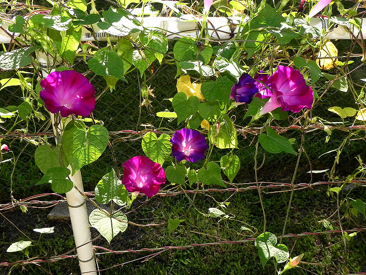 38-DSCN9387