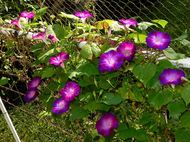 38-DSCN9603_01