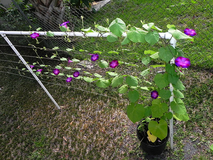 38s-DSCN6527