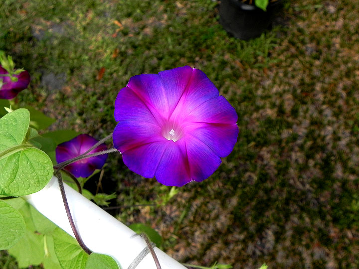 38s-DSCN6528