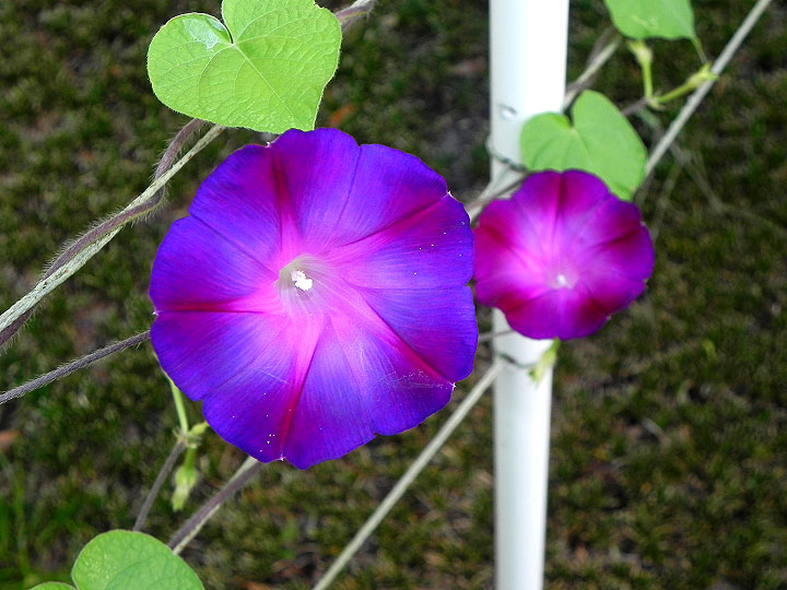 38s-DSCN6614