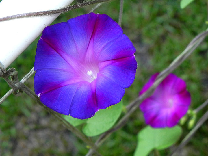 38s-DSCN7002