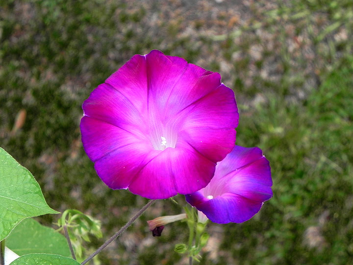 38s-DSCN7732