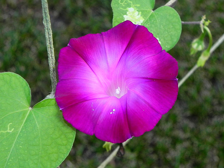 38s-DSCN8066