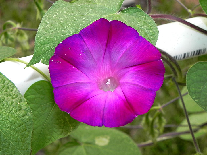 38s-DSCN8263