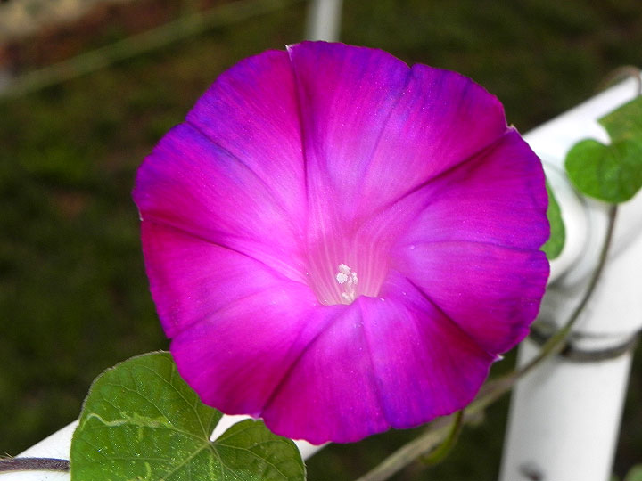 38s-DSCN8463