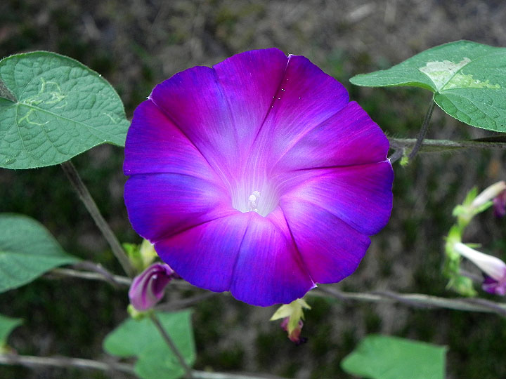 38s-DSCN9287