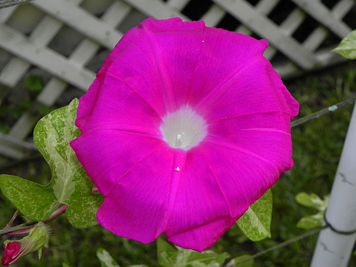 39w-DSCN2852